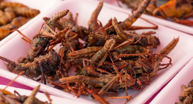 Consuming Insects Shows Potential Metabolic Benefits, Study Reveals